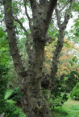 معرفی و راهنمای پرورش درختان زینتی - لیلکی ایرانی